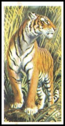 11 Tiger